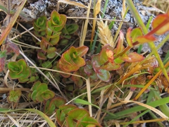 Epilobium chlorifolium