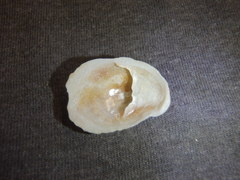 Bostrycapulus pritzkeri