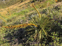 Aciphylla ferox