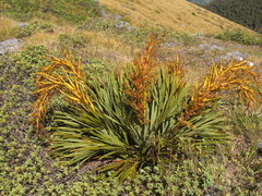 Aciphylla ferox