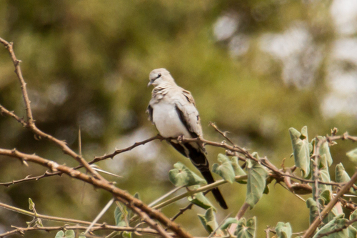 Namaqua Dove
