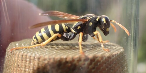 Polistes austroccidentalis
