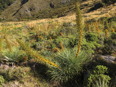 Aciphylla glaucescens