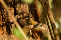 Agama lionotus