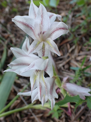 Image of Gladiolus elliotii by (c) Thilo Muller, some rights reserved (CC BY)