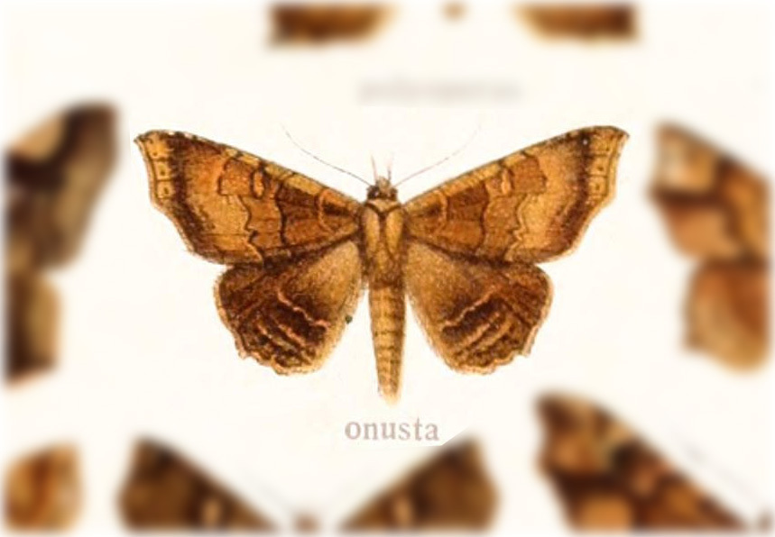 Euclystis onusta