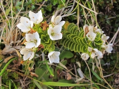 Veronica macrantha