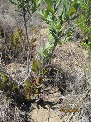 Euclea tomentosa