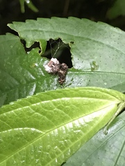 Phrynarachne ceylonica