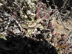 Orbea variegata