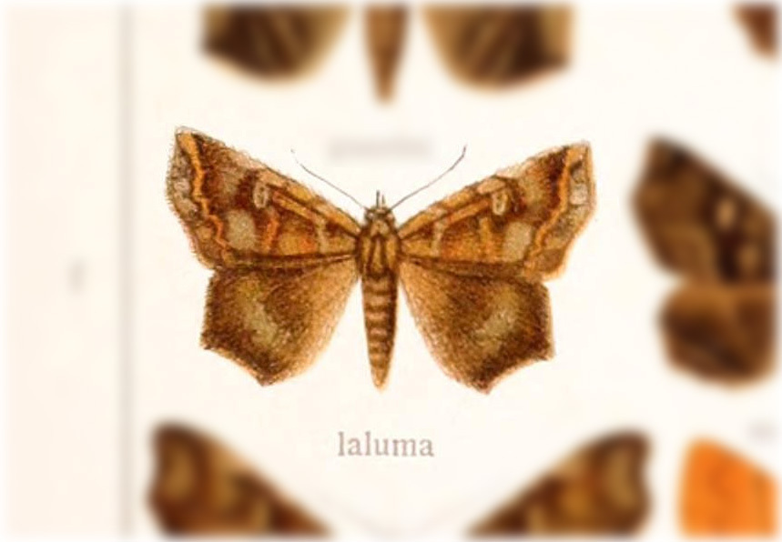 Euclystis laluma