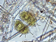 Xanthidium antilopaeum