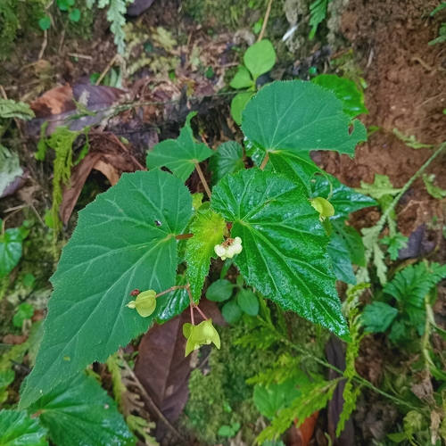 Image of Begonia humilis by (c) Alfredo Gutierrez Dipaz, some rights reserved (CC BY)