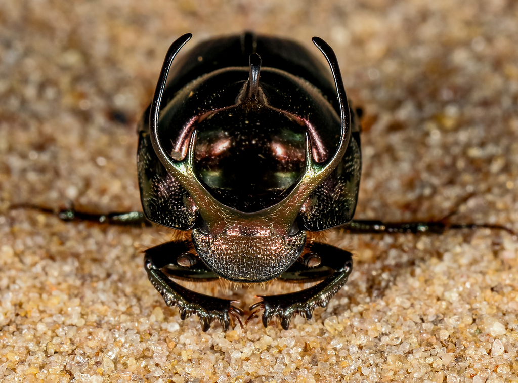 Proagoderus