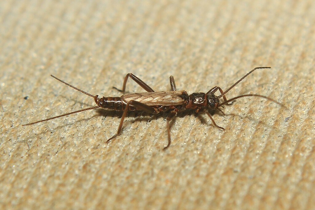 Zwicknia westermanni