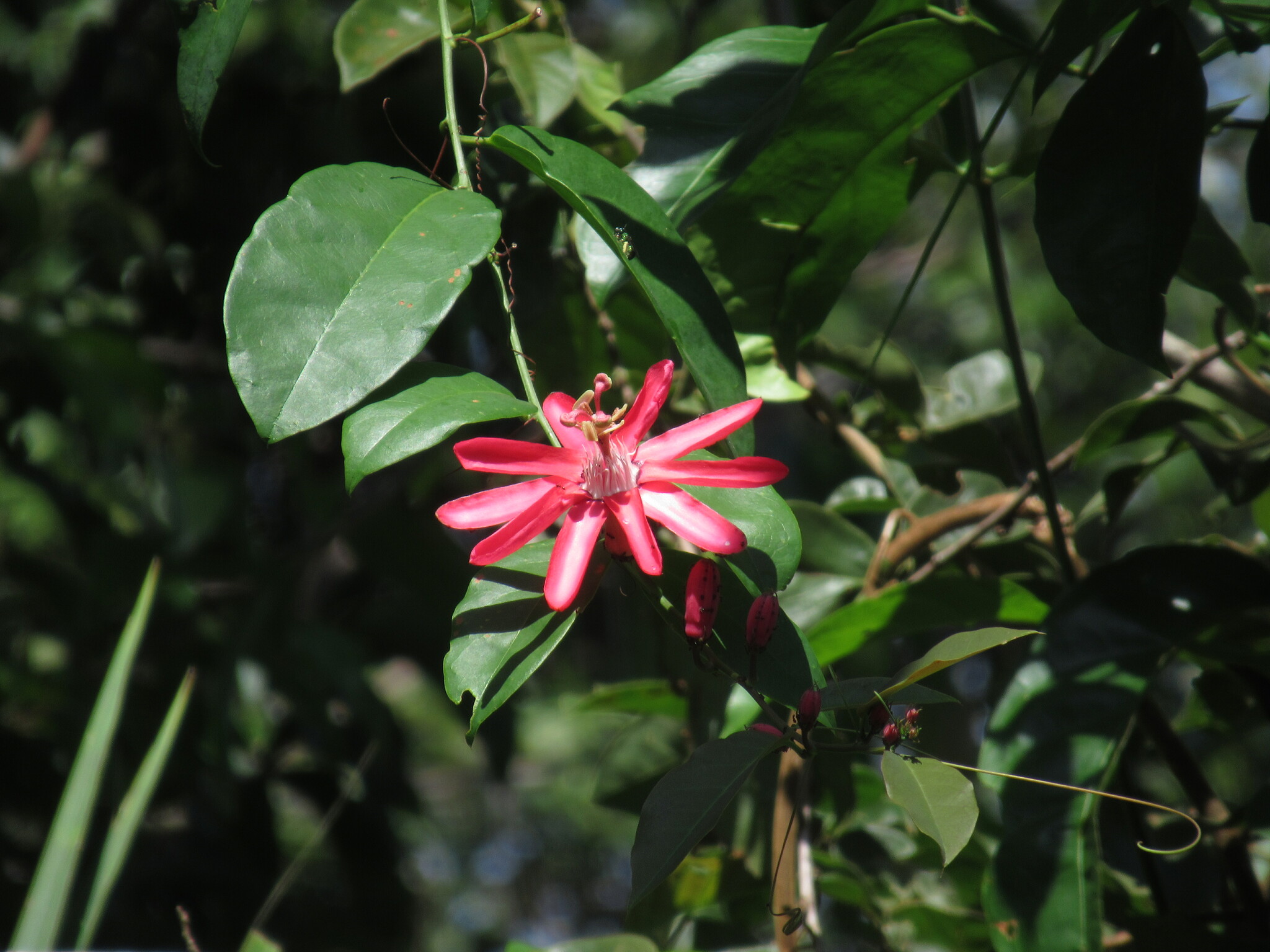Passiflora glandulosa