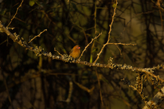 Granatina ianthinogaster
