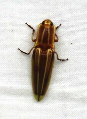 Semiotus ligneus image