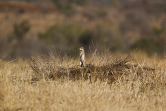Euxerus erythropus