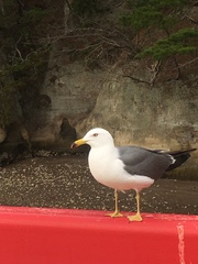 Larus crassirostris