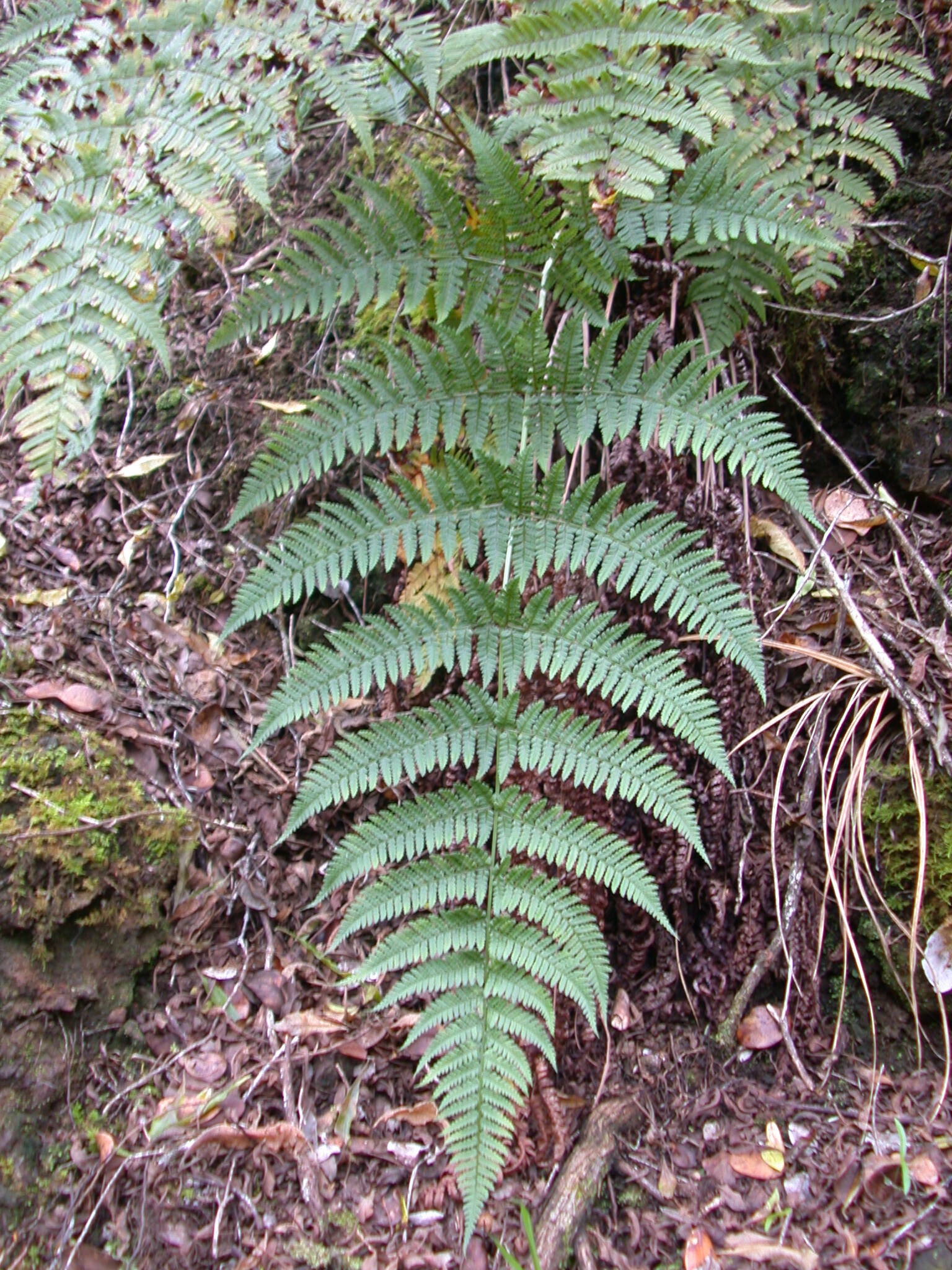Dryopteris sandwicensis