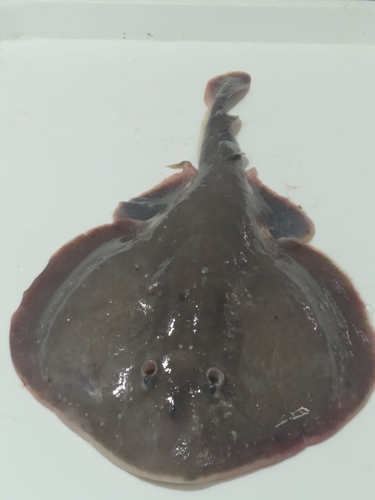 Apron ray (Discopyge tschudii) — Narcinidae