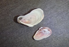 Modiolus peronianus