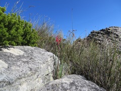 Tritoniopsis pulchra