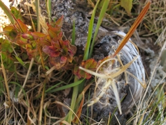 Epilobium chlorifolium