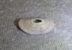 Amblychilepas nigrita