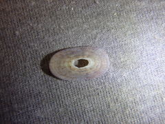 Amblychilepas nigrita