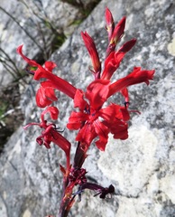 Tritoniopsis pulchra
