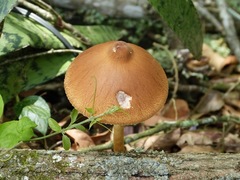 Fungi