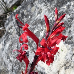 Tritoniopsis pulchra