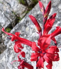 Tritoniopsis pulchra