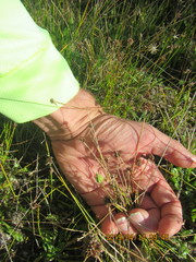 Juncus caespiticius