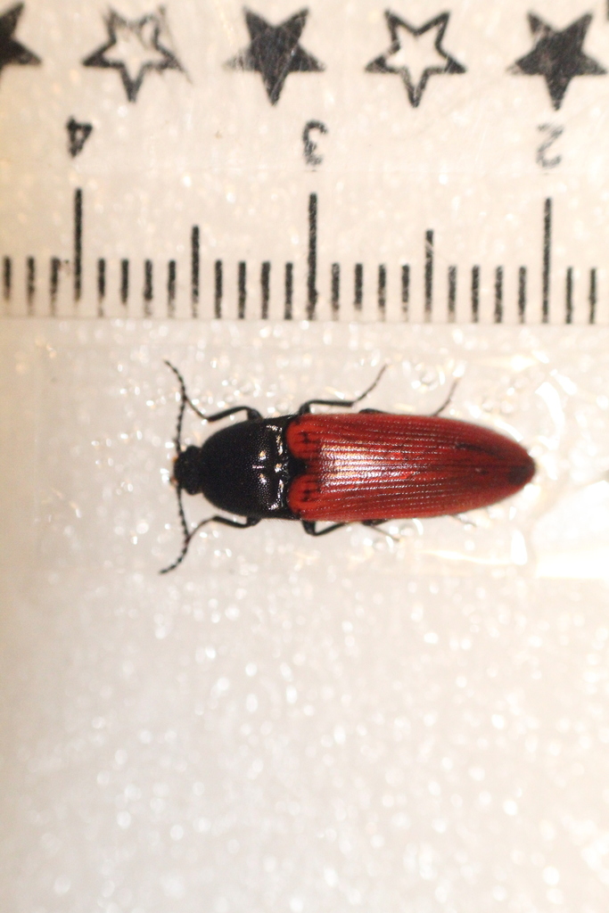 Bloedrode kniptor, photo 1 of 10