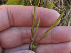 Epilobium chlorifolium