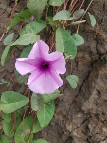 Ginger-leaf Morning-glory