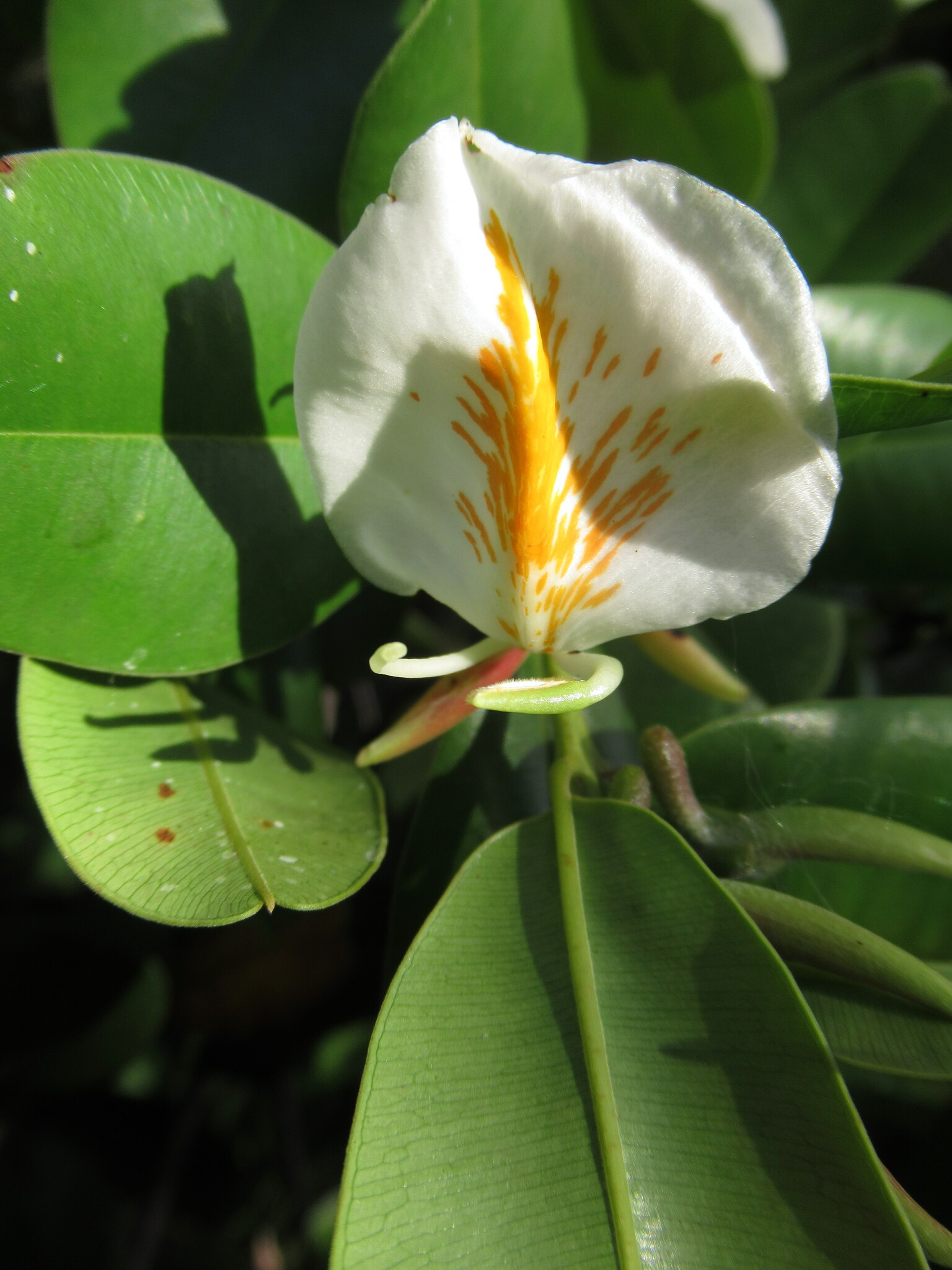 Ruizterania retusa
