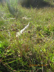 Juncus caespiticius
