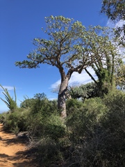 Givotia madagascariensis