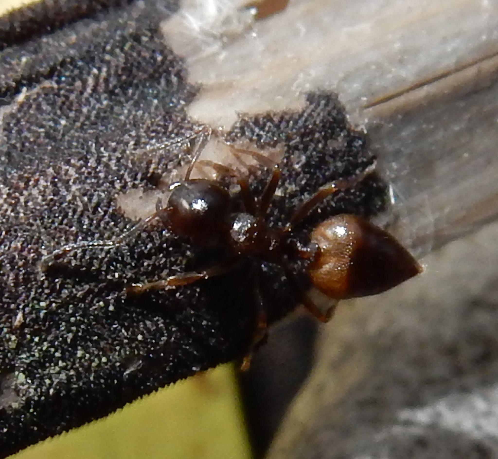 Crematogaster amita amita