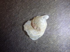 Malleus regula