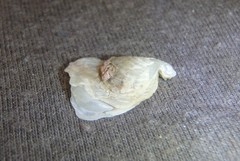 Malleus regula