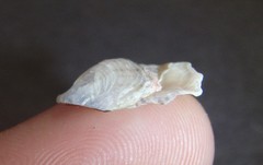 Malleus regula