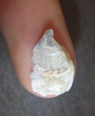 Malleus regula