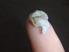 Malleus regula