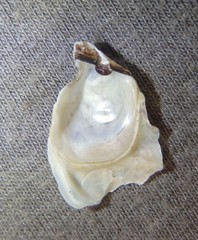 Malleus regula