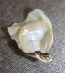 Malleus regula